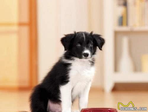 狗狗的婴幼期会发生哪些事？