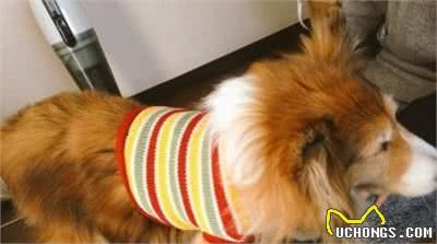 上网帮狗狗买衣服，等衣服送来后一试汪汪超困惑，主人也啼笑皆非