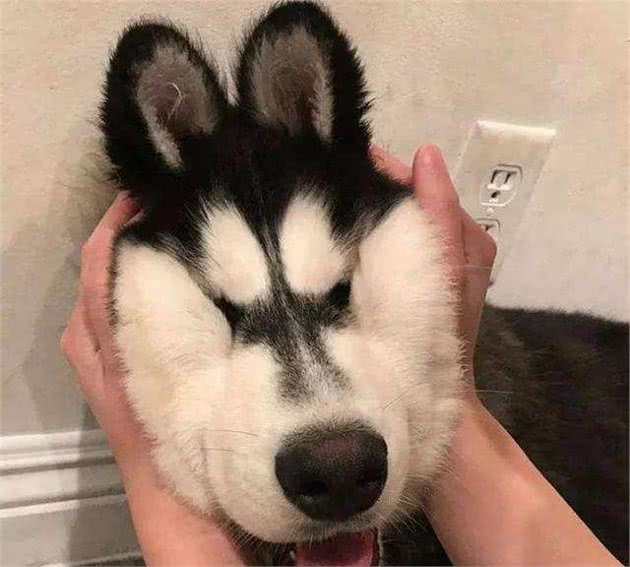 五种适合在家饲养的大型犬，体型庞大但内心温顺，对人十分友好