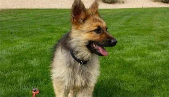 超稀有!这只德国牧羊犬一直处于幼犬阶段,永远长不大