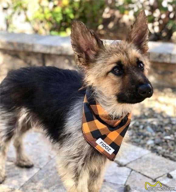 超稀有!这只德国牧羊犬一直处于幼犬阶段,永远长不大