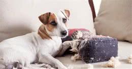 我家狗狗患上了分离烦躁，主人却常年不在家，我们怎么才能帮到它