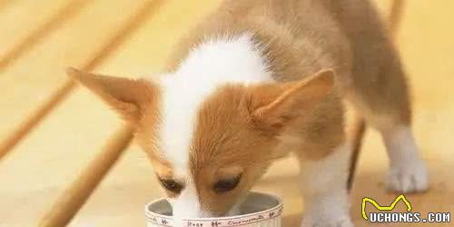 狗狗常常肠胃不适？做好这几点，能好好保养狗狗肠胃