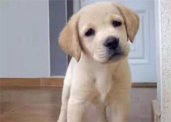 世界上最听话的宠物犬,你最喜欢哪一个?