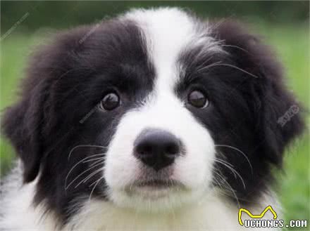 世界上最听话的宠物犬,你最喜欢哪一个?