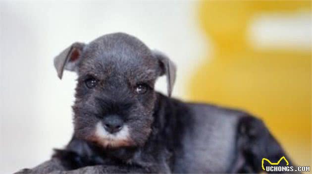 世界上最听话的宠物犬,你最喜欢哪一个?