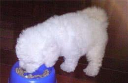 这样饲养比熊犬，简直就是在害它，喂食5大误区你别犯