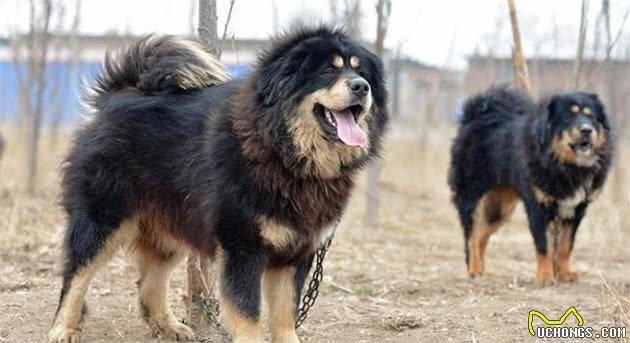 藏獒真的那么厉害吗？五只军犬都打不过，你可能不相信