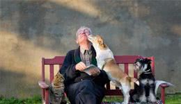常见的6种“长寿”狗狗，贵宾犬排第3，你家狗狗排第几呢？