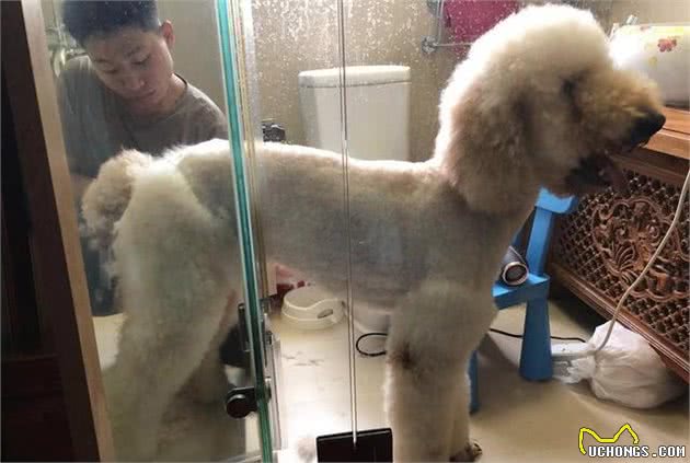 土豪给家里的大贵宾请造型师上门剪毛一次几千块，真是人不如狗啊