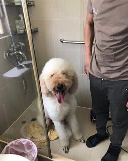 土豪给家里的大贵宾请造型师上门剪毛一次几千块，真是人不如狗啊