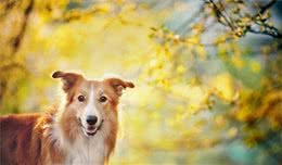 宠物犬的体内体外寄生虫介绍及预防措施