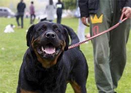 想要狗狗更优秀，训练最好把握这个“黄金时期”，你把握住了吗？