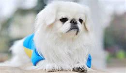 中国比较名贵的优秀名犬