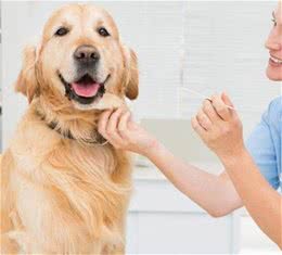 狗狗患狂犬病有哪些征兆？每一个人都应当了解，降低狂犬病感染
