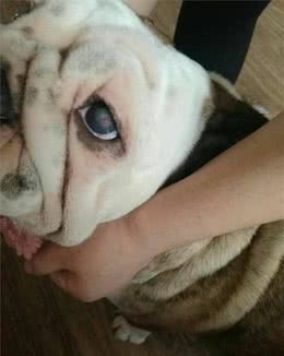 狗狗的这些眼部疾病让人心痛！