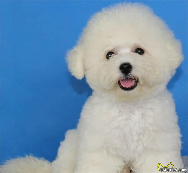 比熊犬美容护理及饲养小常识，收藏了！