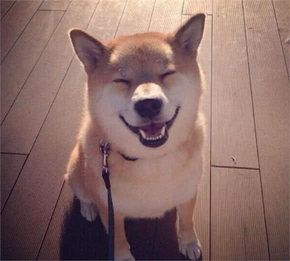 柴犬好养吗，看看你合不合适养柴犬