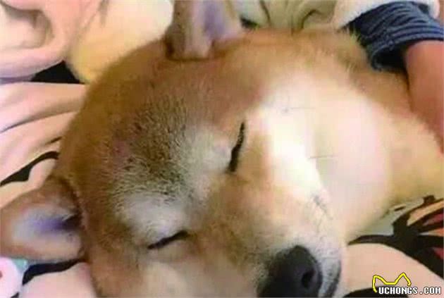 柴犬好养吗，看看你合不合适养柴犬