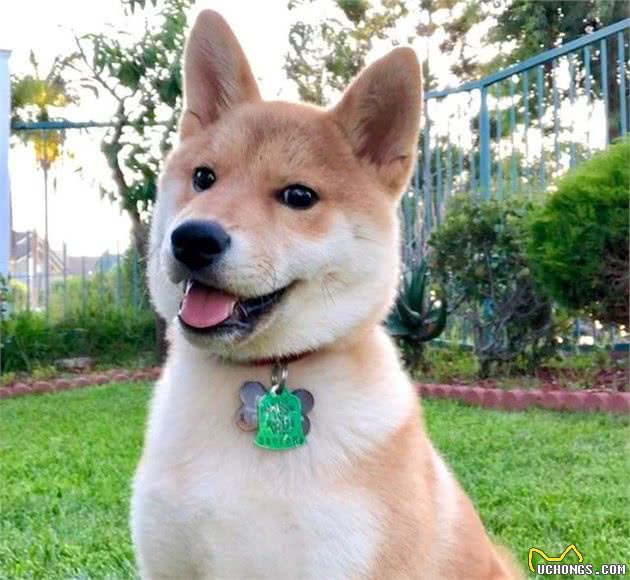 柴犬好养吗，看看你合不合适养柴犬