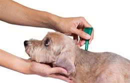 狗狗老是满身发痒？要警惕蜱虫与跳蚤，使用这一招让它们去无踪