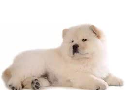 「松狮适养人群」哪些人适合养松狮犬？