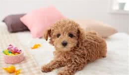 纯种泰迪犬多少钱一只