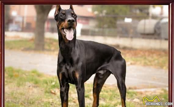 有宠福布斯:清点宠圈十大护卫犬