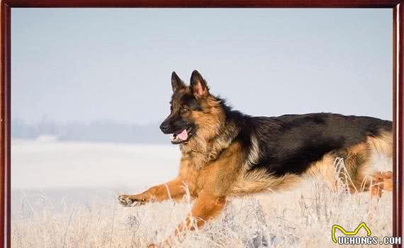 有宠福布斯:清点宠圈十大护卫犬
