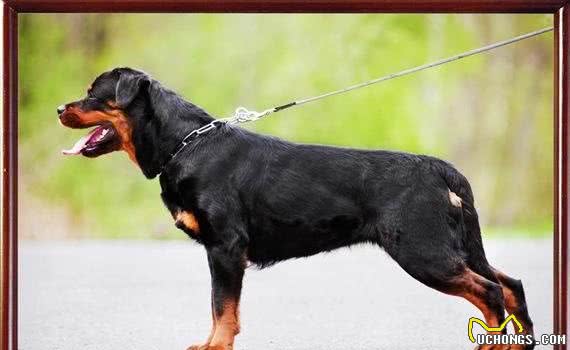有宠福布斯:清点宠圈十大护卫犬