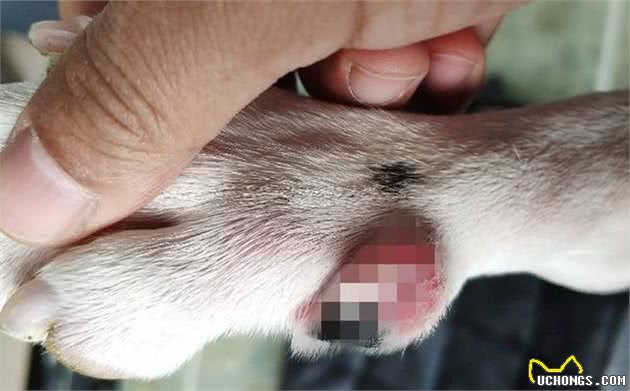 狗狗趾甲发炎排除细菌和真菌感染，或许是免疫系统问题，快去检查