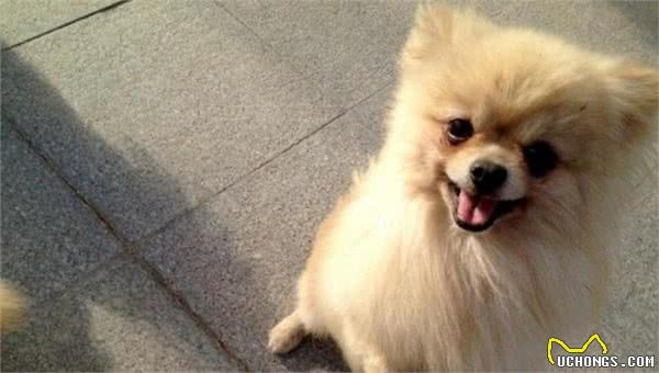 这6种博美犬不值得买，想养狗狗的睁大眼睛，看清楚了