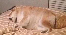 别再加犬粮了：狗狗肥胖风险大，这4个后果别忽视
