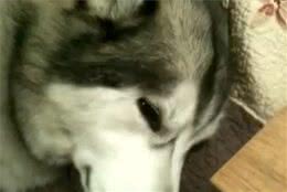 好呆萌的阿拉斯加雪橇犬阿拉斯加雪橇犬：求别闹！
