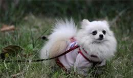 狗狗从地上捡吃的很危险，这一习惯惯不得，到底该如何纠正？