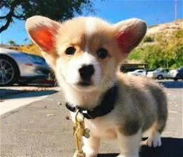 新犬到家整夜嚎叫，被邻居投诉扰民？想要解决，还得从根源入手