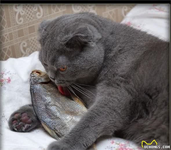 呆萌宠物，猜猜是啥电影中的主人公