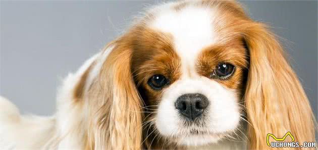 选择犬沐浴露的小诀窍，你了解吗？