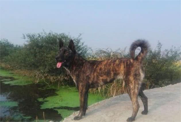 中华稀有好猎犬乡村被发现，纯种十分少见，可惜被人称为是土狗！