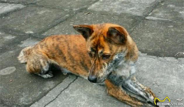 中华稀有好猎犬乡村被发现，纯种十分少见，可惜被人称为是土狗！