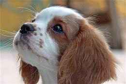 查理士王小猎犬训练训练查理士王小猎犬方法