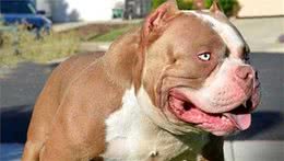 美国恶霸犬凶吗？对主人其实很温顺