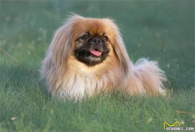 京巴犬每一个眼神都有戏，怎样养好一条萌萌哒京巴犬？