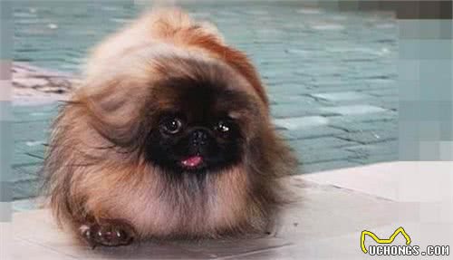 京巴犬每一个眼神都有戏，怎样养好一条萌萌哒京巴犬？