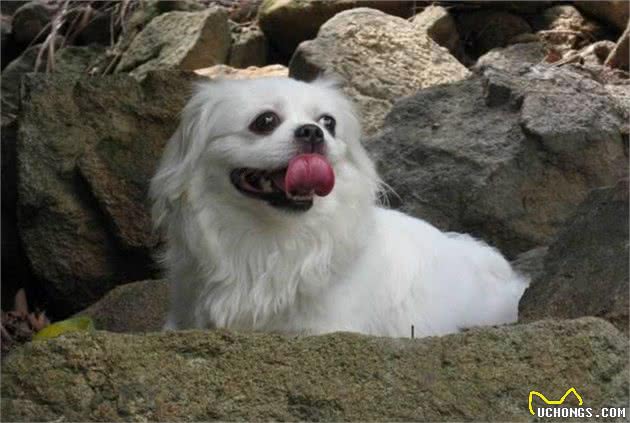 京巴犬每一个眼神都有戏，怎样养好一条萌萌哒京巴犬？