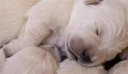 刚刚生的幼犬该如何照料？
