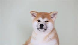 秋田犬好养吗？看它的性格大解析