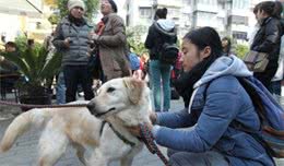 长寿狗狗的秘诀：做好这6点，你家的狗狗也可长命百岁