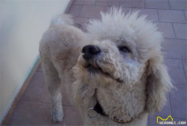狗狗不停吠叫吵死人，特别是敏感的贵宾犬，主人该怎么制止呢？