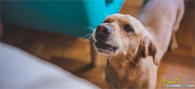 狗狗不停吠叫吵死人，特别是敏感的贵宾犬，主人该怎么制止呢？